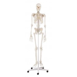 Esqueleto humano tamaño real willi