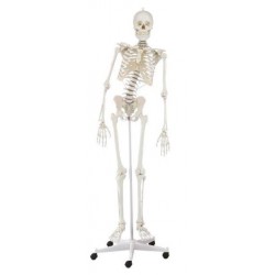 Esqueleto con espina movible hugo
